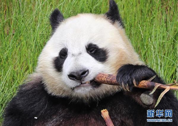 （环境）（1）九寨沟大熊猫园开园迎客